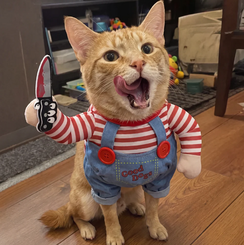 ✨Funny Pet Dog/Cat Costume